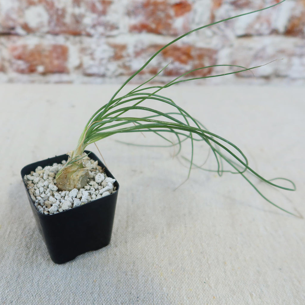 Albuca sp augrabies hills