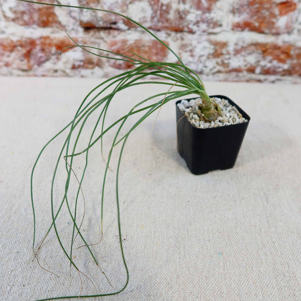 Albuca sp augrabies hills