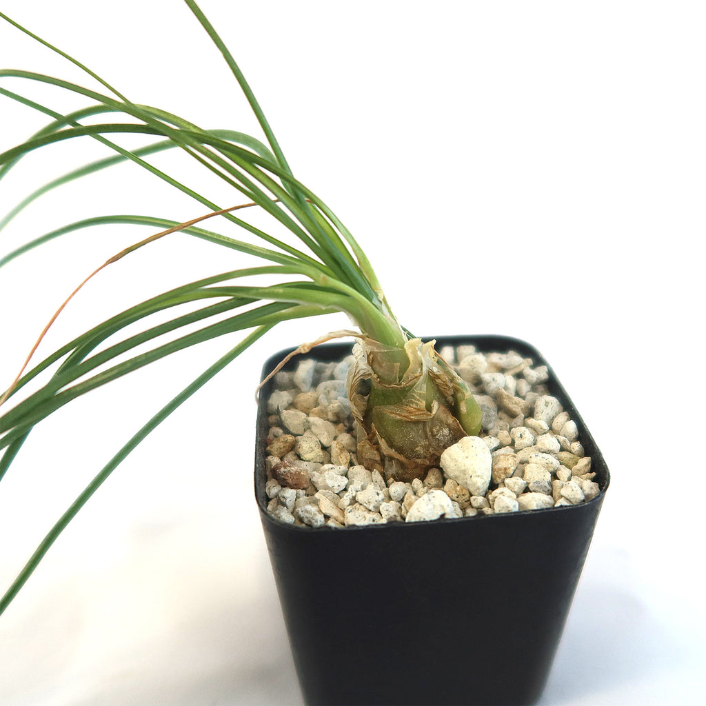 Albuca sp augrabies hills