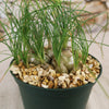 Several Albuca sp augrabies hills bulbs in a green plastic pot with arching green leaves and beige stones for healthy winter growth.