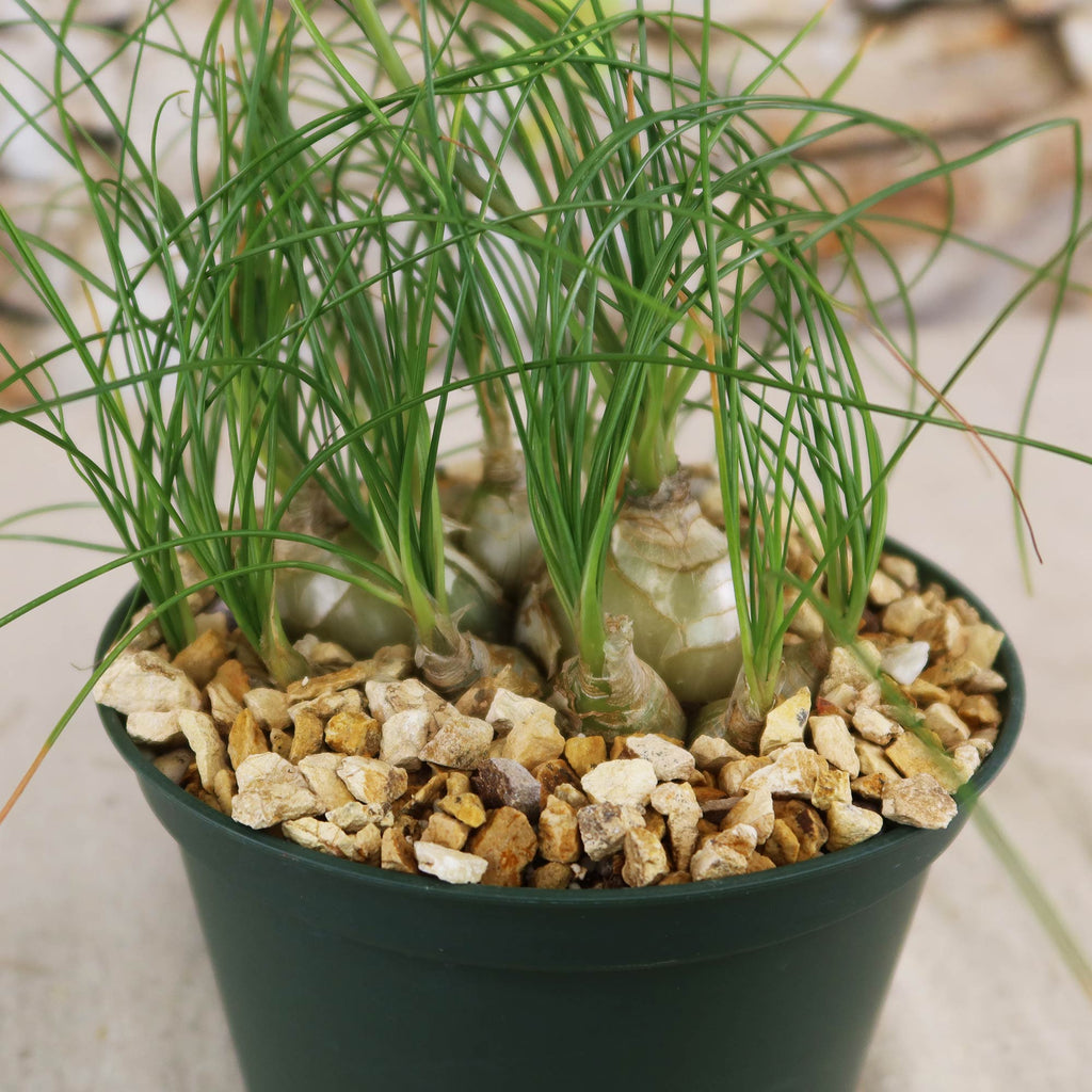 Several Albuca sp augrabies hills bulbs in a green plastic pot with arching green leaves and beige stones for healthy winter growth.