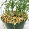 Close-up of Albuca sp augrabies hills with two bulbous stems, thin leaves, and light brown pebbles in a green plastic pot.