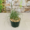 Albuca sp augrabies hills in a green pot with small stones, long grass-like leaves and bulbous bases, set on a beige surface by a stone wall.
