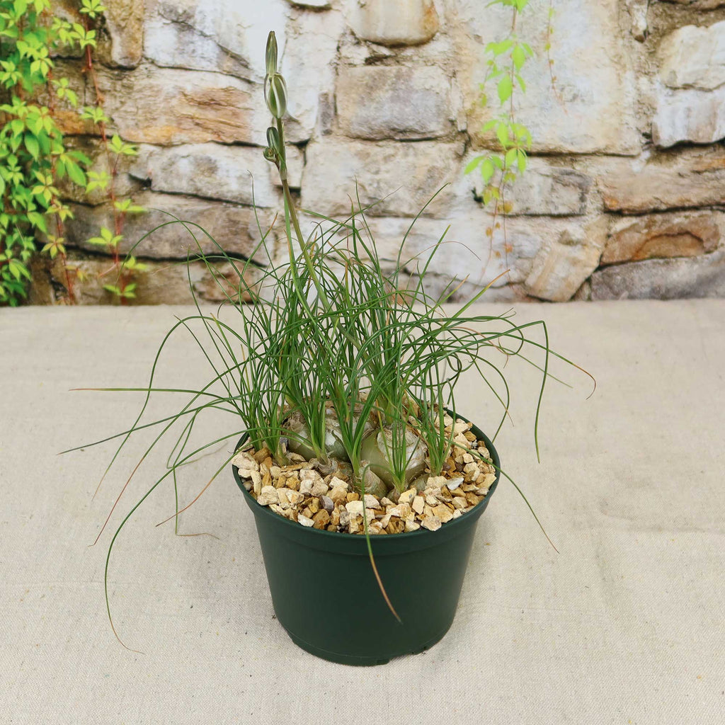 Albuca sp augrabies hills in a green pot with small stones, long grass-like leaves and bulbous bases, set on a beige surface by a stone wall.