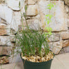 Albuca sp augrabies hills with slender green leaves and tall buds, growing from bulbs in gravel, set against a stone wall backdrop.