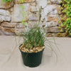 Albuca sp. augrabies hills winter-growing plant with slender, grass-like leaves in a green pot with pebbles; stone wall behind.