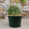 Albuca sp augrabies hills with long, curly green leaves in a dark green pot with pebbles, displayed on a light surface by a stone wall.