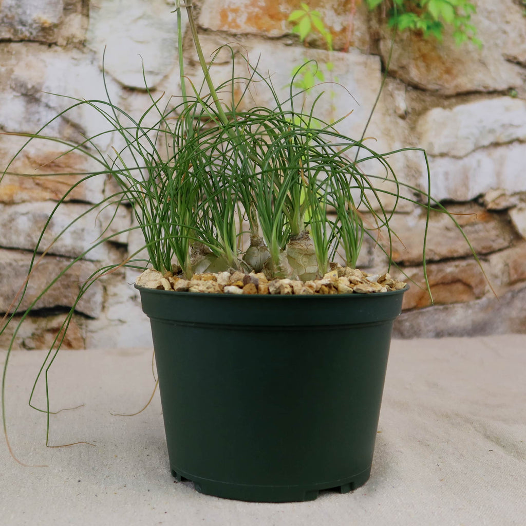 Albuca sp augrabies hills with long, curly green leaves in a dark green pot with pebbles, displayed on a light surface by a stone wall.