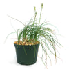 Albuca sp augrabies hills in a green plastic pot with long, grass-like leaves and two tall buds. Pebbles cover the soil. White background.