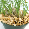 Close-up of Albuca sp augrabies hills in a green pot, showing small bulbs with upright green leaves and tan gravel on well-drained soil.