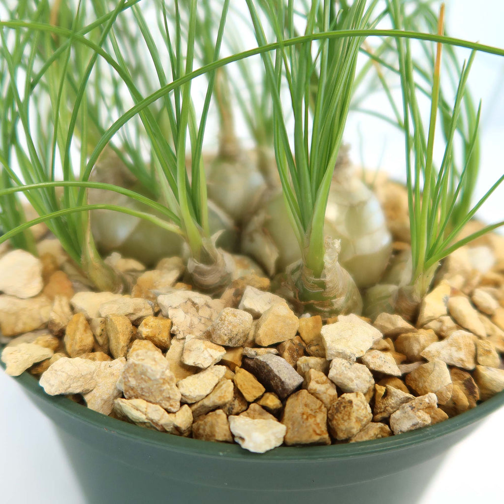 Close-up of Albuca sp augrabies hills in a green pot, showing small bulbs with upright green leaves and tan gravel on well-drained soil.
