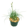 Albuca sp augrabies hills with slender green leaves and tall budded stems in a green pot with gravel, showing frost tolerance.