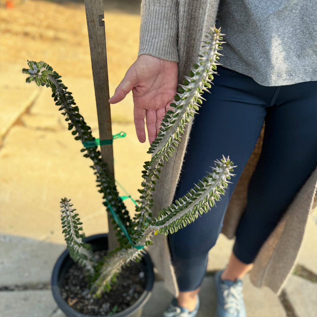 Madagascar ocotillo &