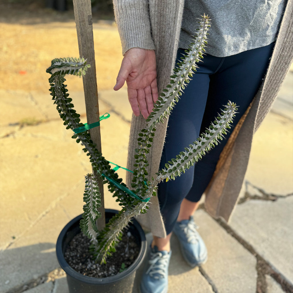 Madagascar ocotillo &