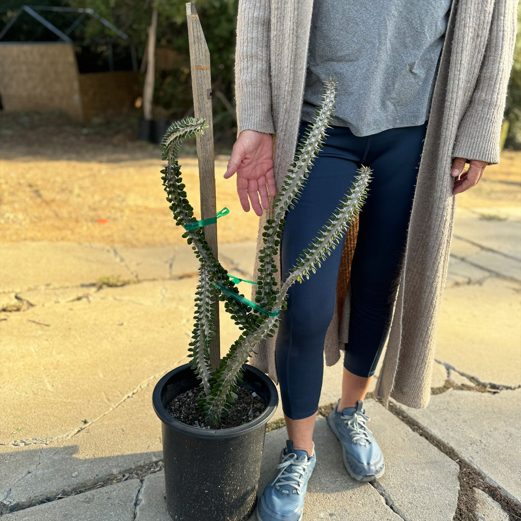 Madagascar ocotillo &