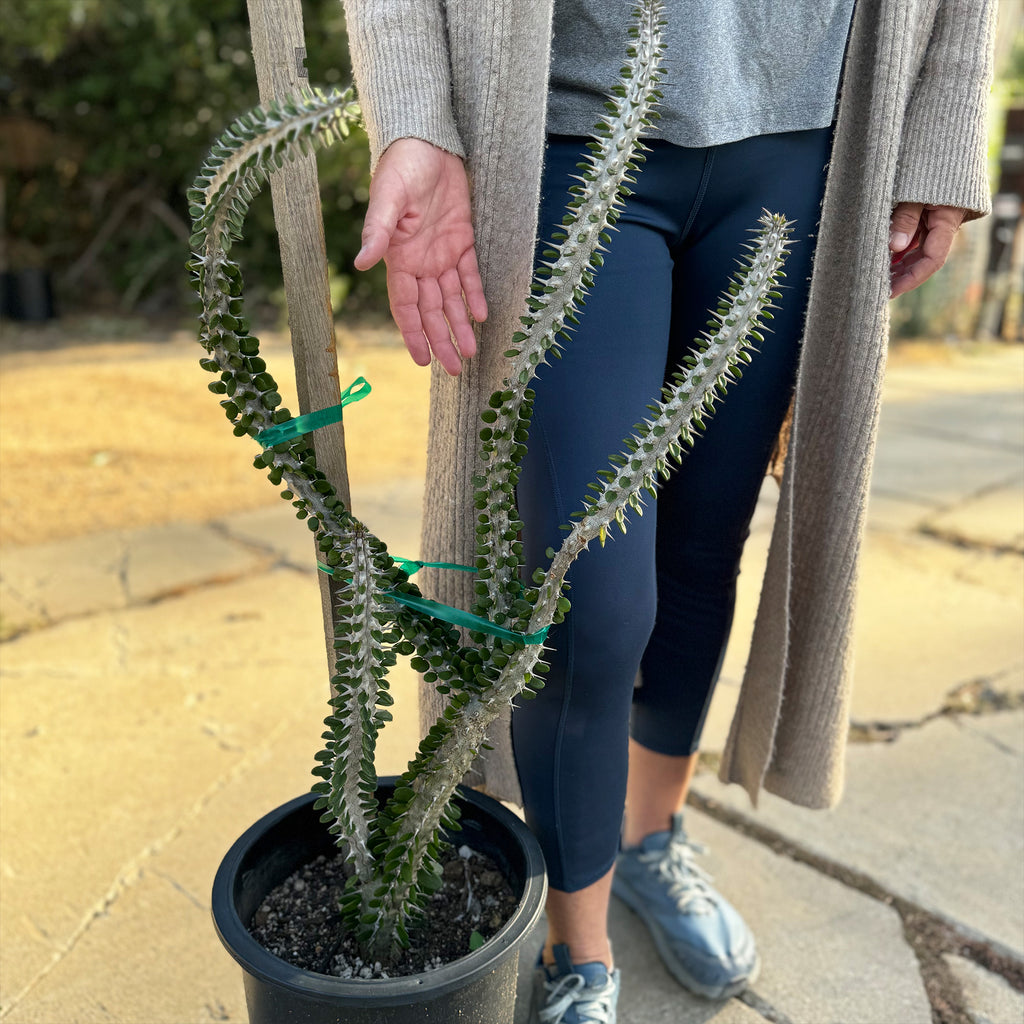 Madagascar ocotillo &