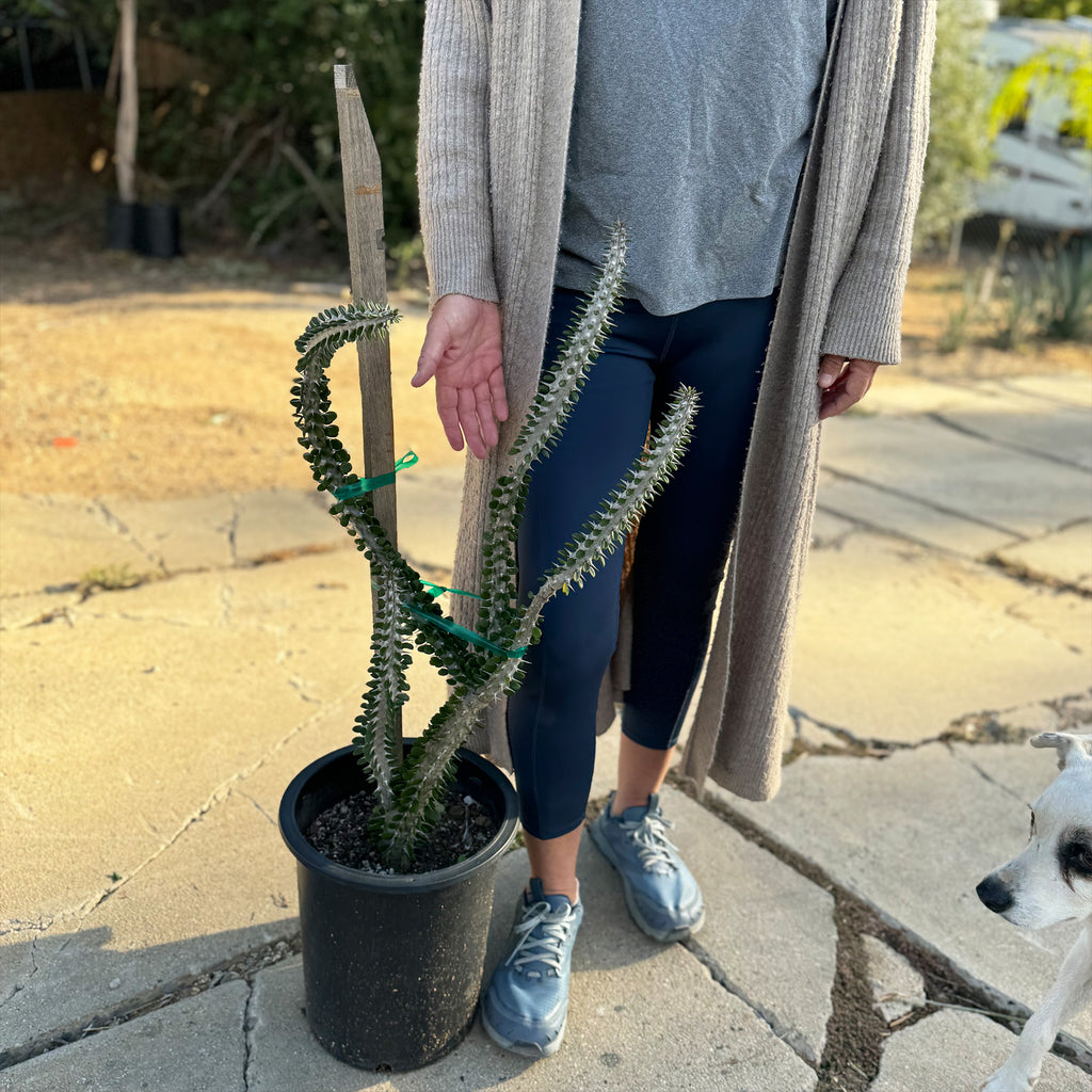 Madagascar ocotillo &