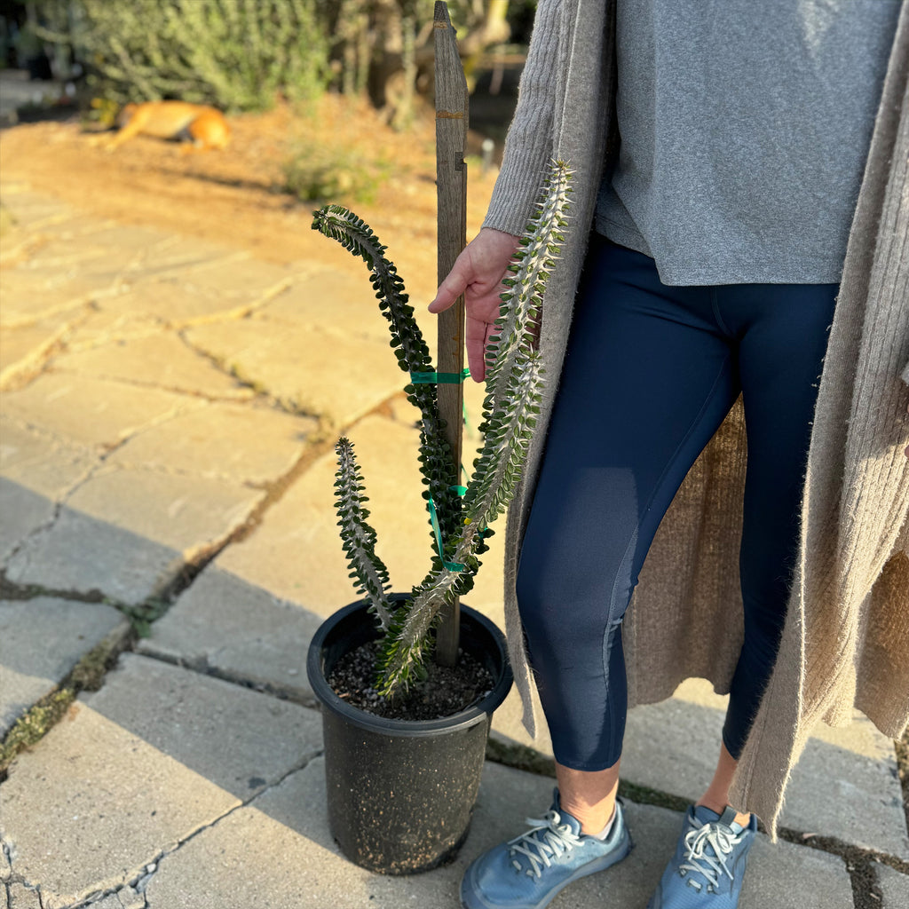 Madagascar ocotillo &