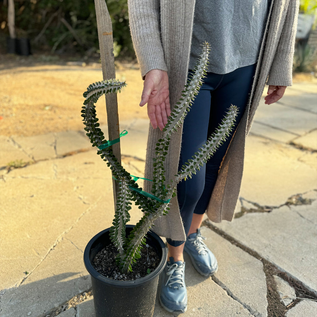 Madagascar ocotillo &