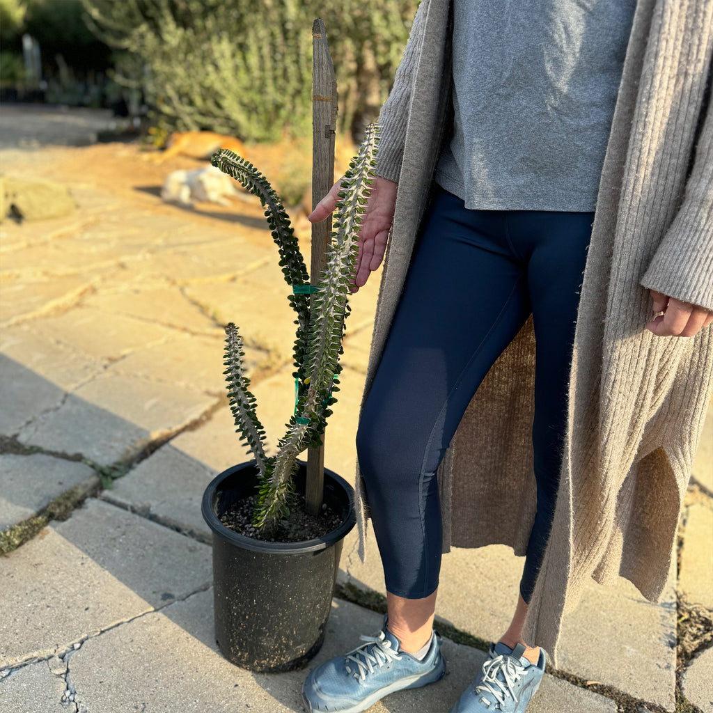 Madagascar ocotillo &