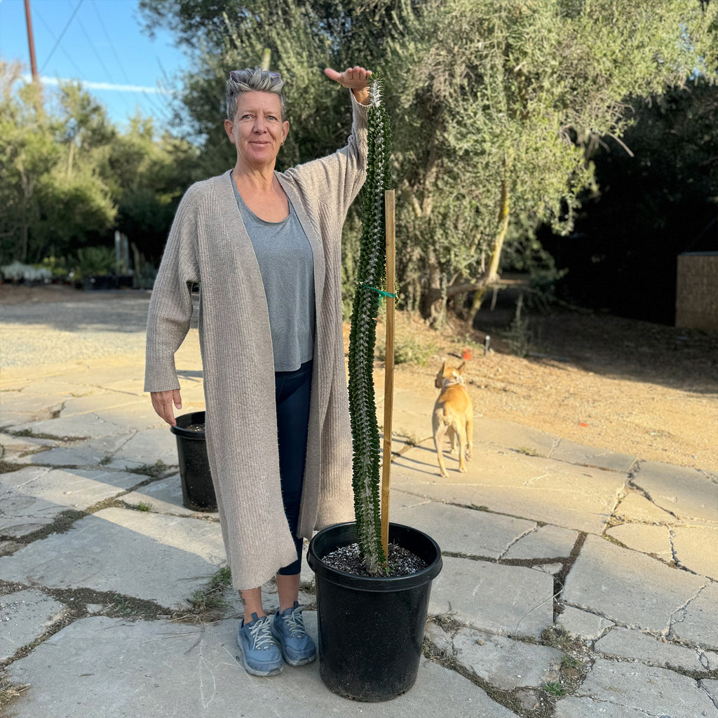 Madagascar ocotillo &