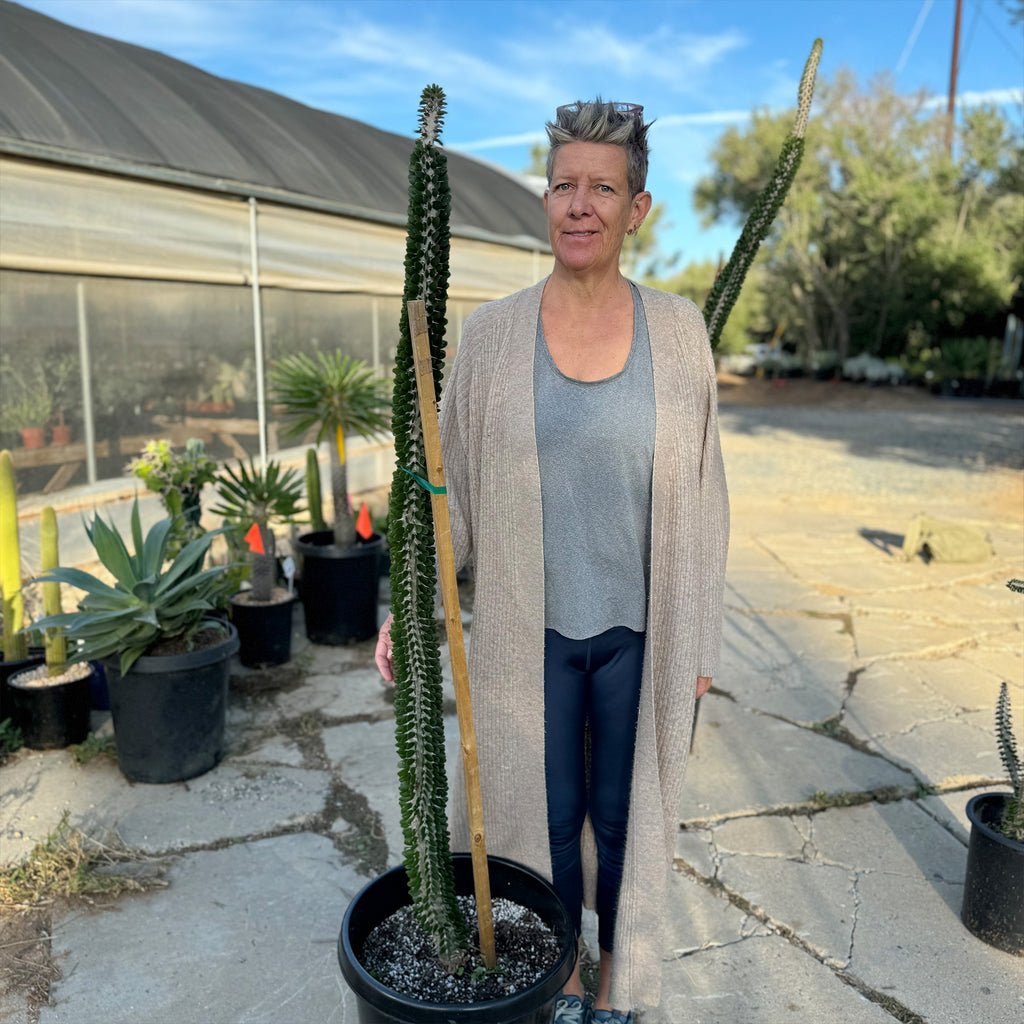 Madagascar ocotillo &