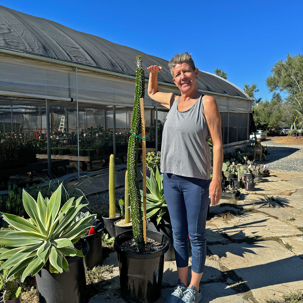 Madagascar ocotillo &