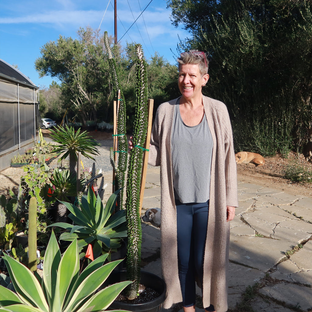 Madagascar ocotillo &