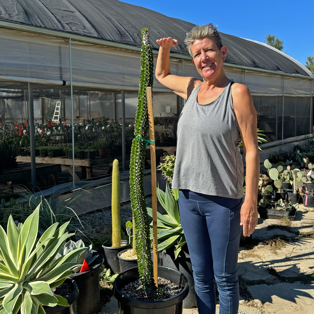 Madagascar ocotillo &