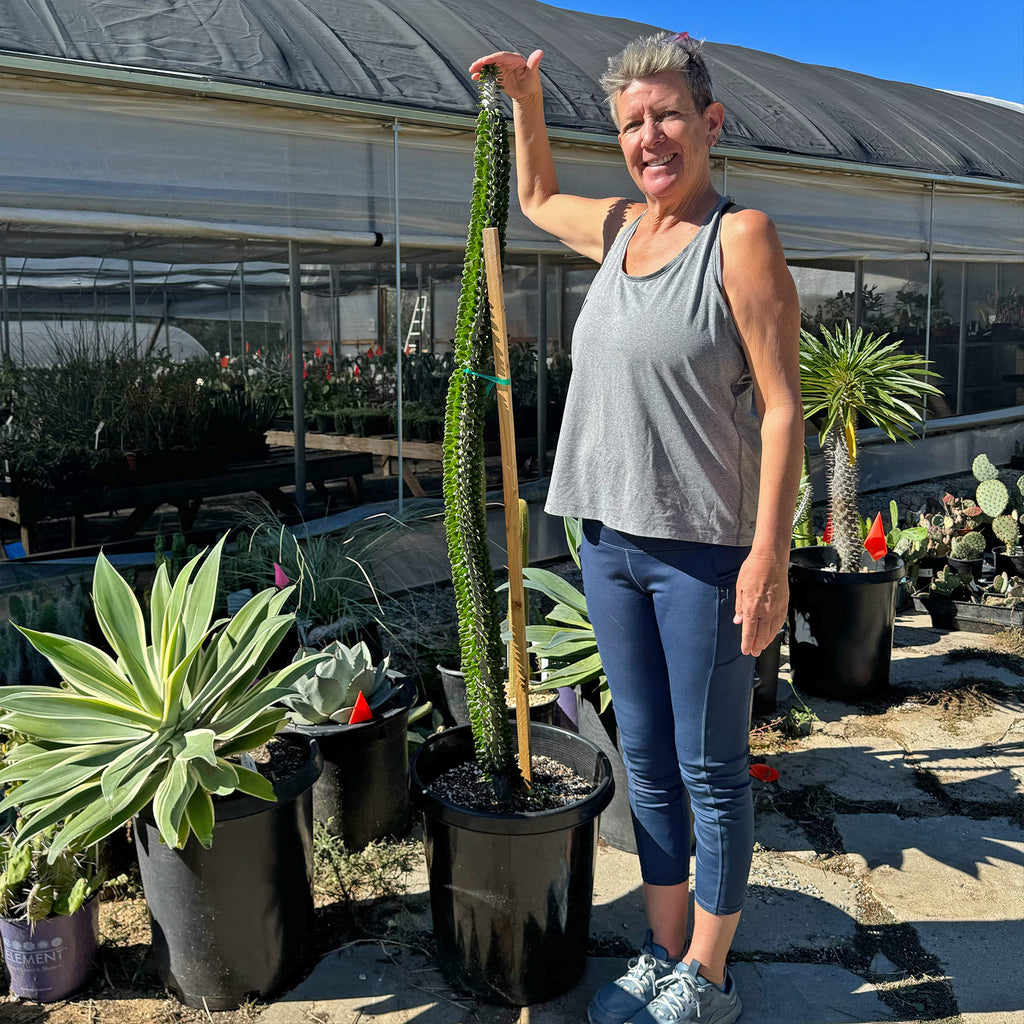 Madagascar ocotillo &