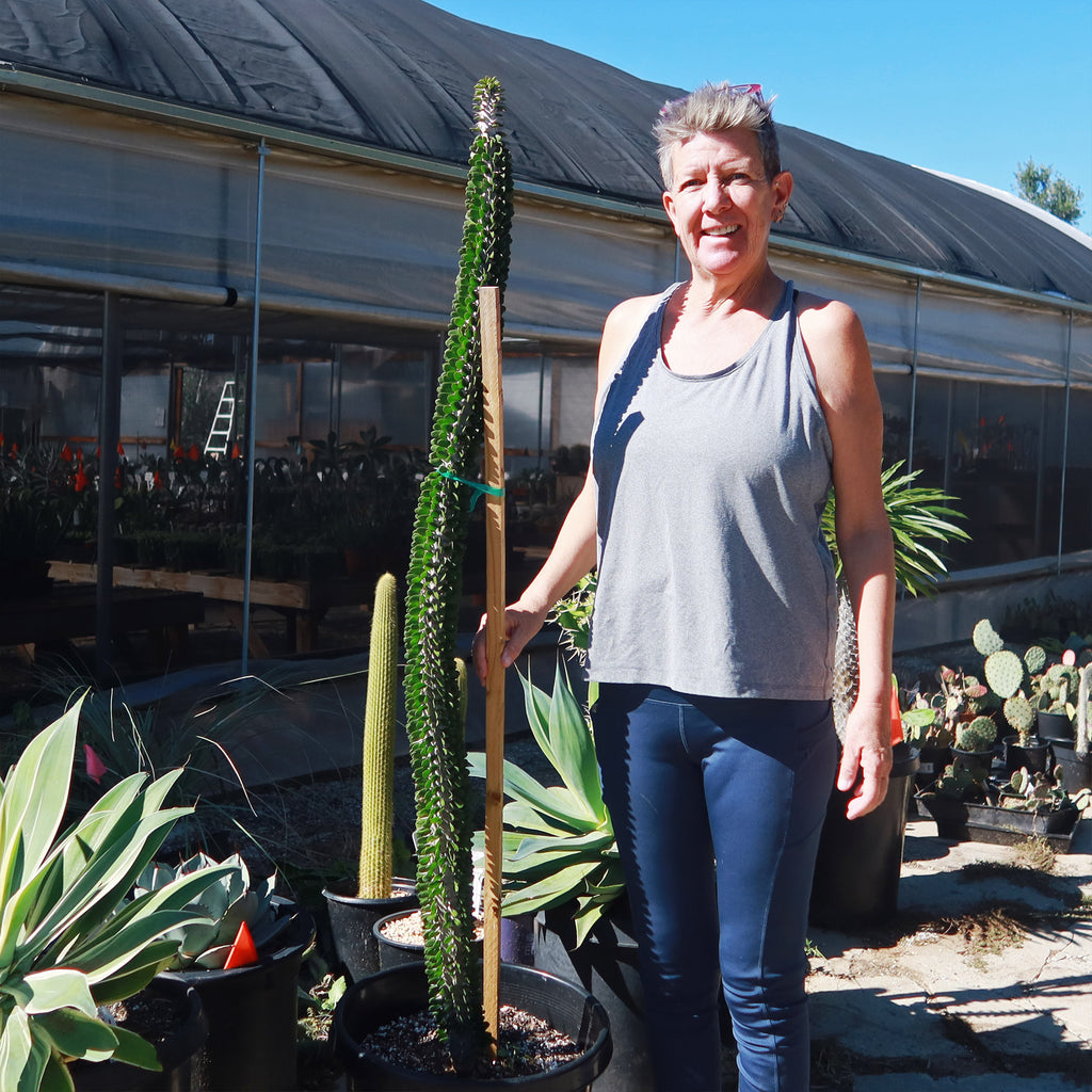 Madagascar ocotillo &