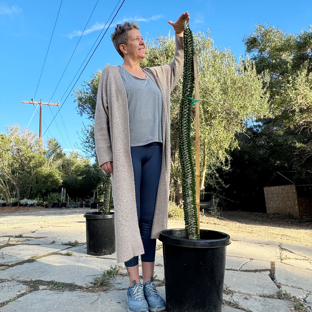 Madagascar ocotillo &