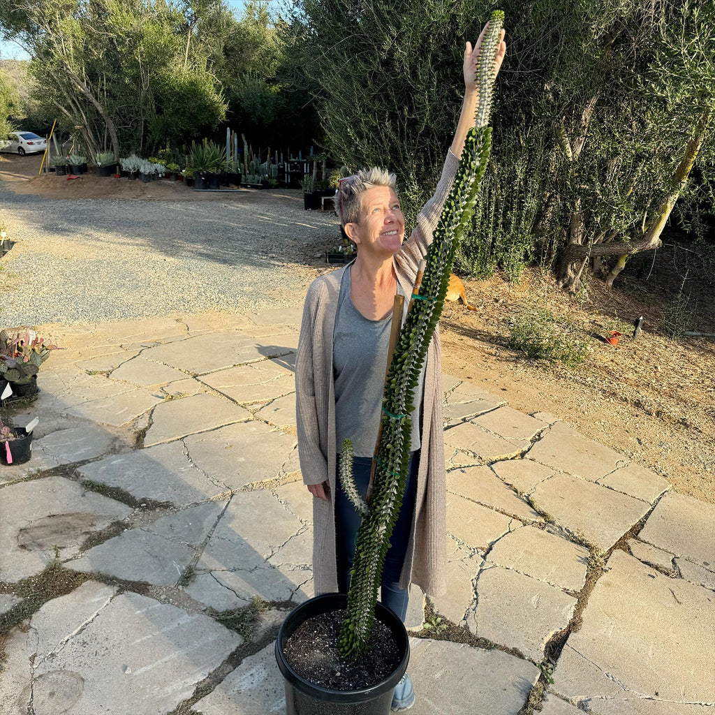 Madagascar ocotillo &