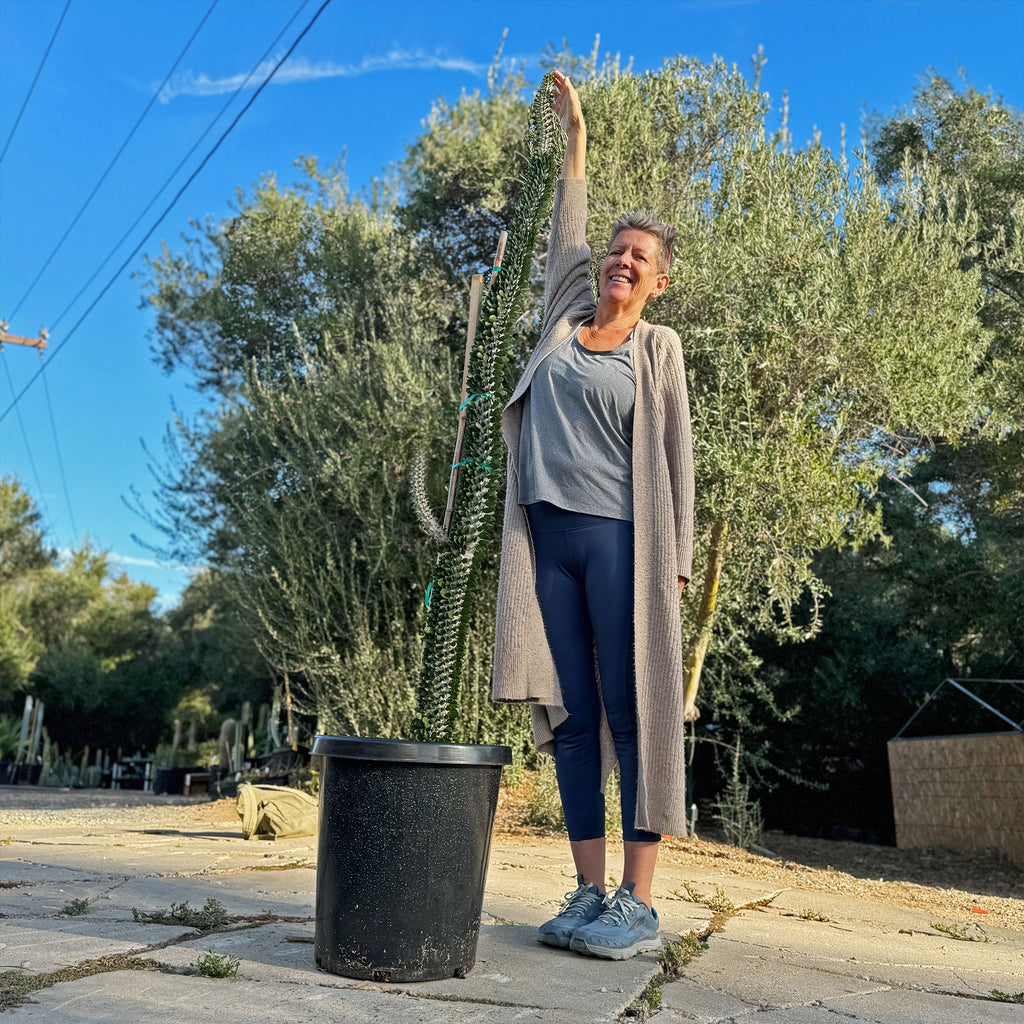 Madagascar ocotillo &