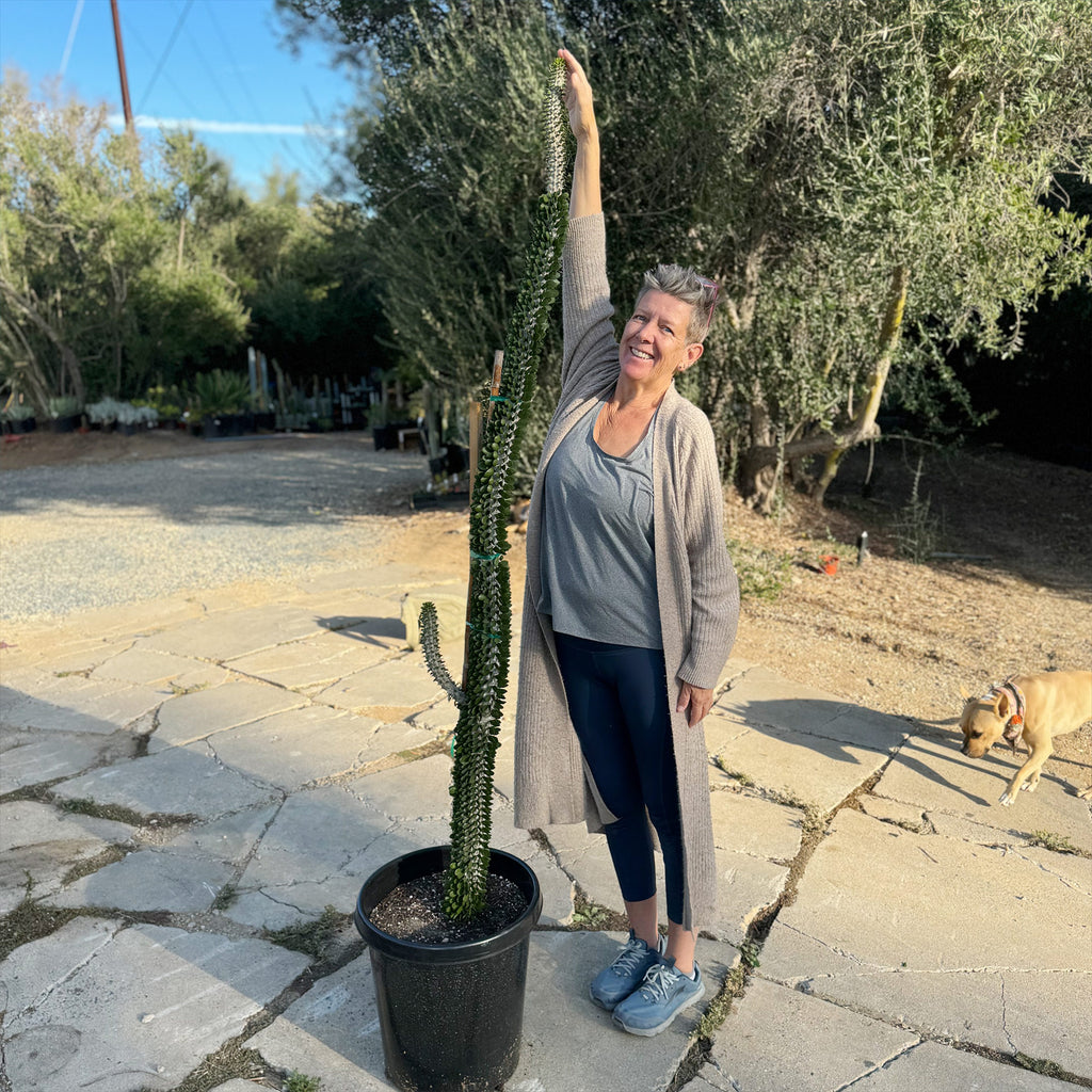 Madagascar ocotillo &