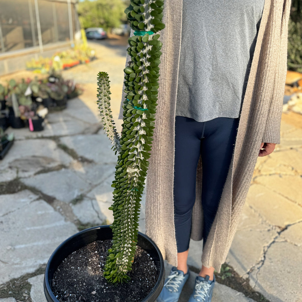 Madagascar ocotillo &