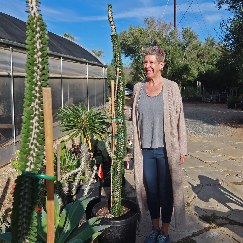 Madagascar ocotillo &
