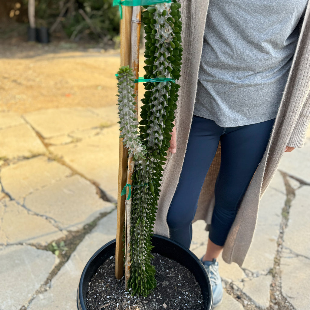 Madagascar ocotillo &