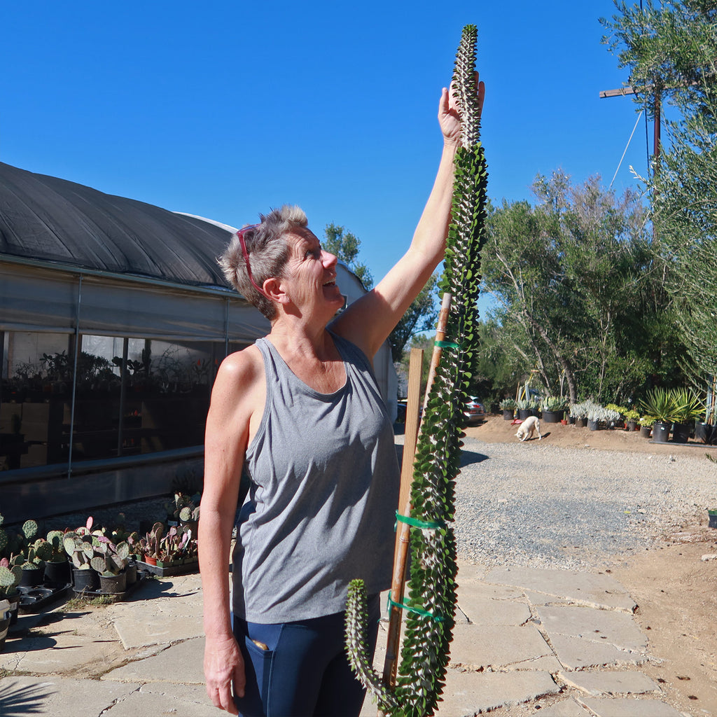 Madagascar ocotillo &