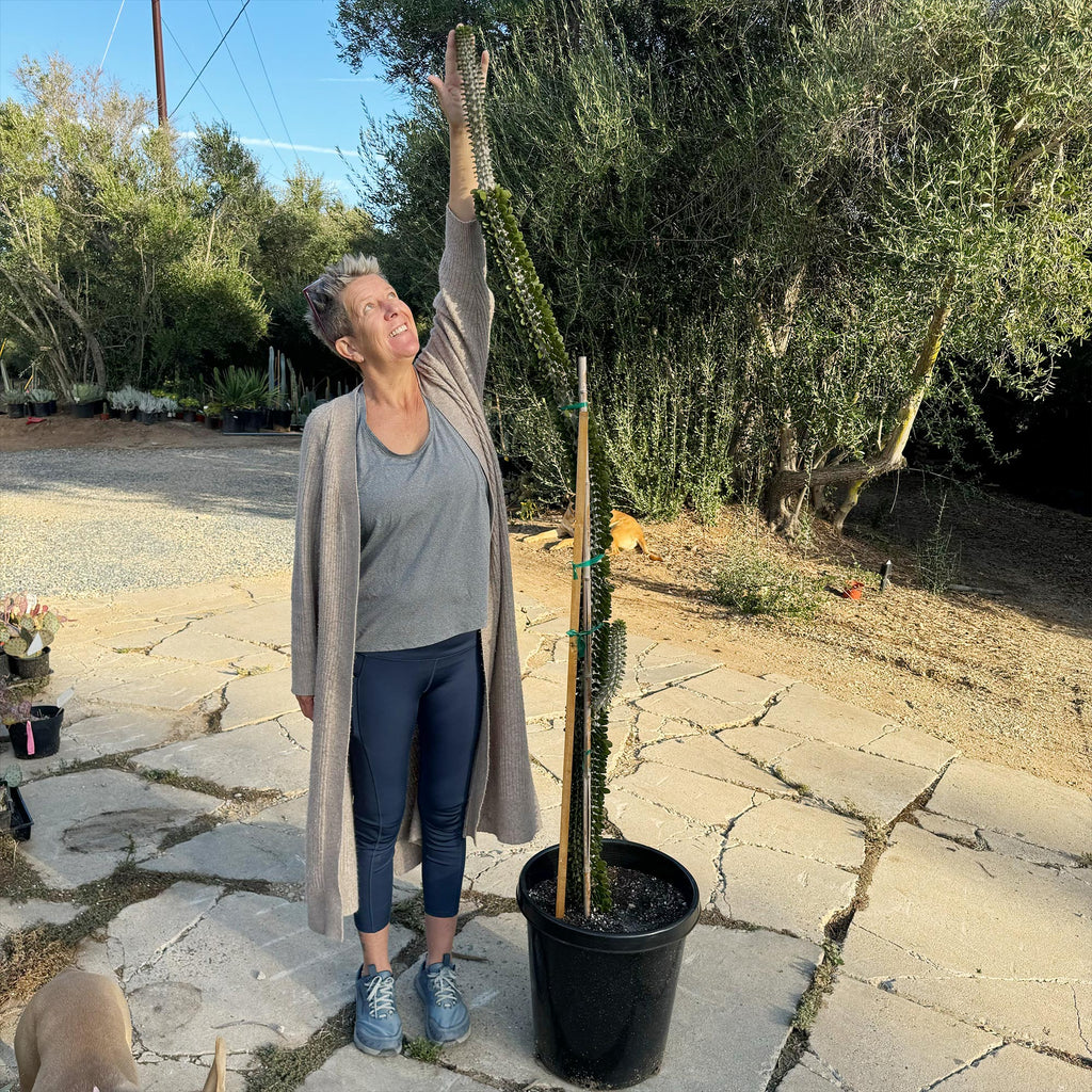Madagascar ocotillo &