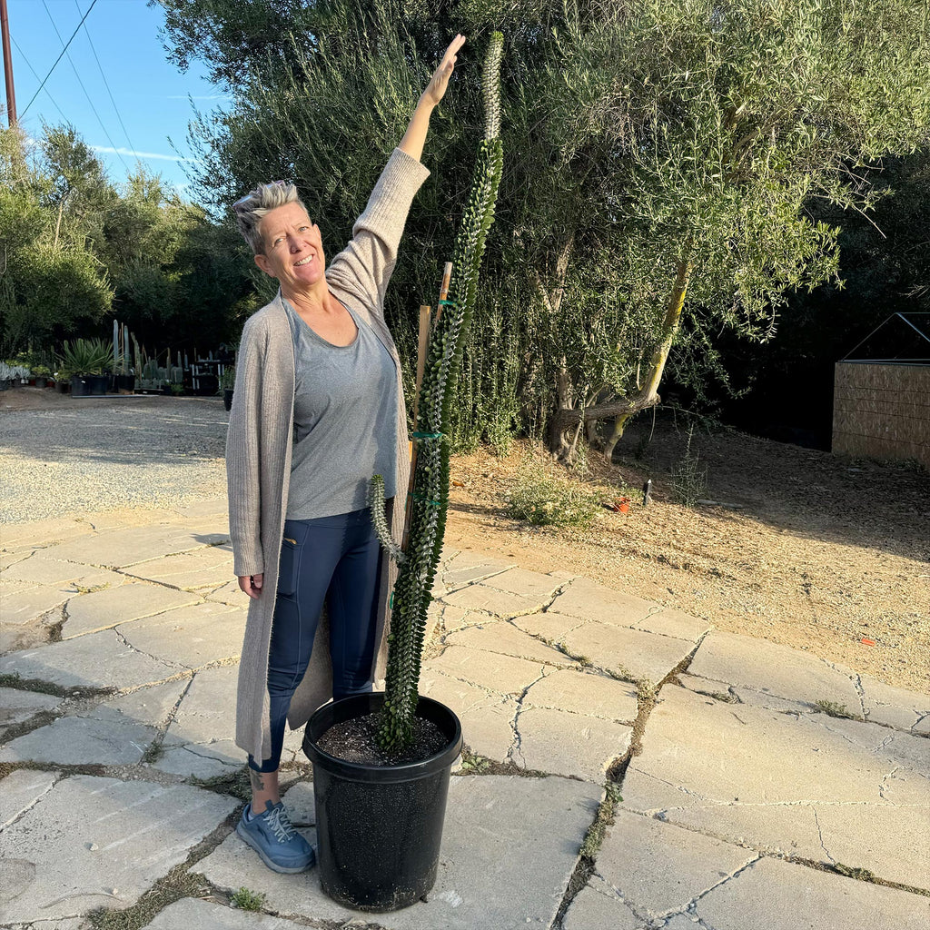 Madagascar ocotillo &