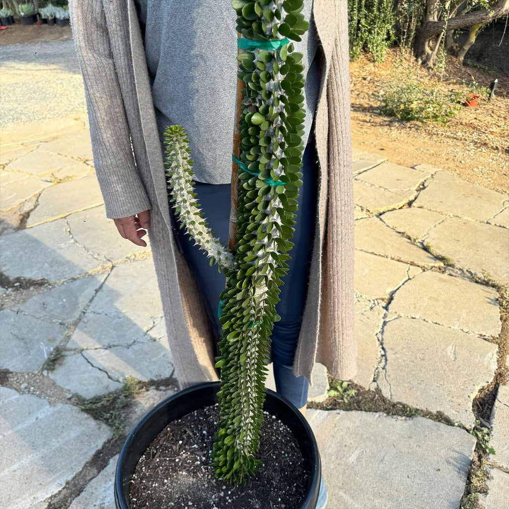 Madagascar ocotillo &
