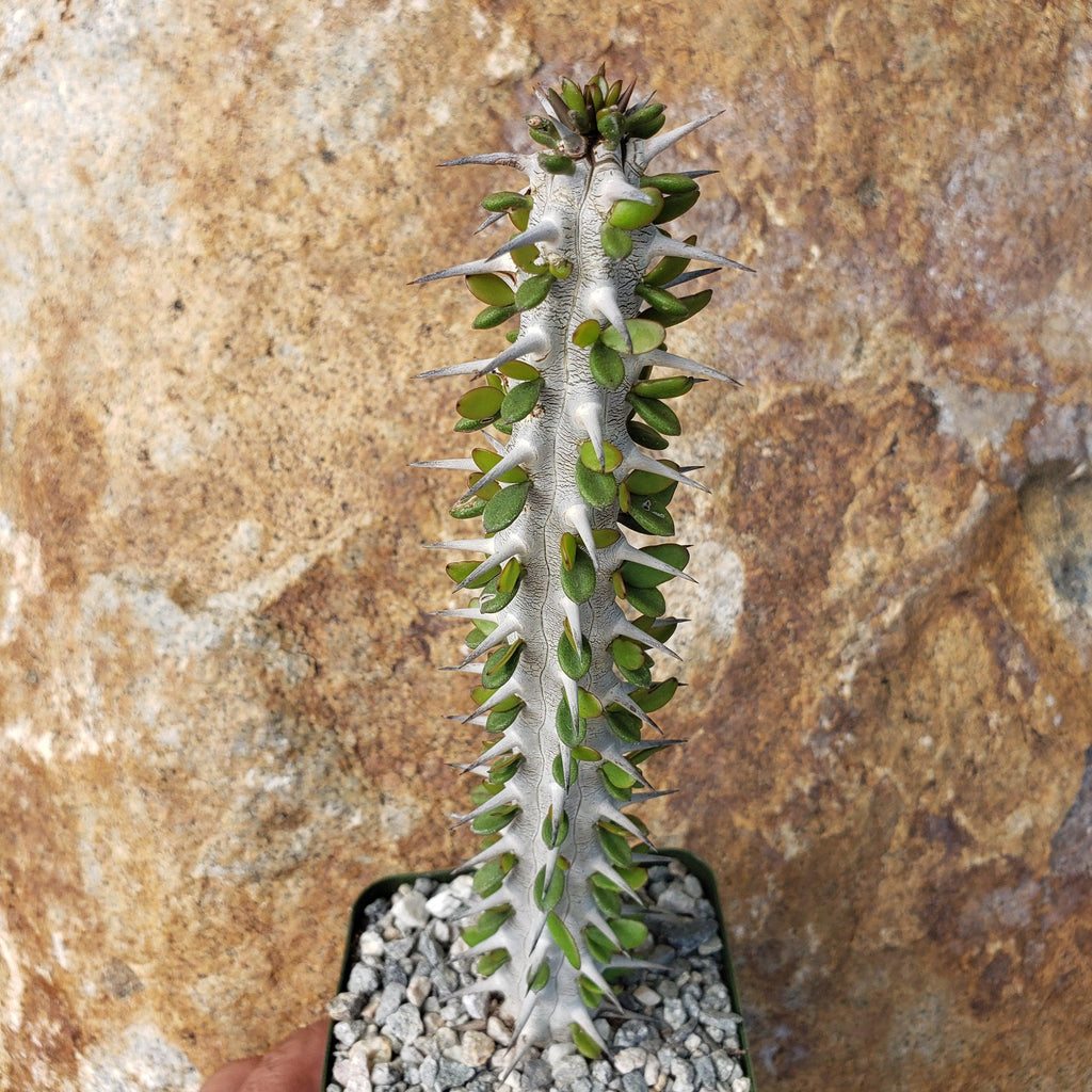 Madagascar ocotillo &