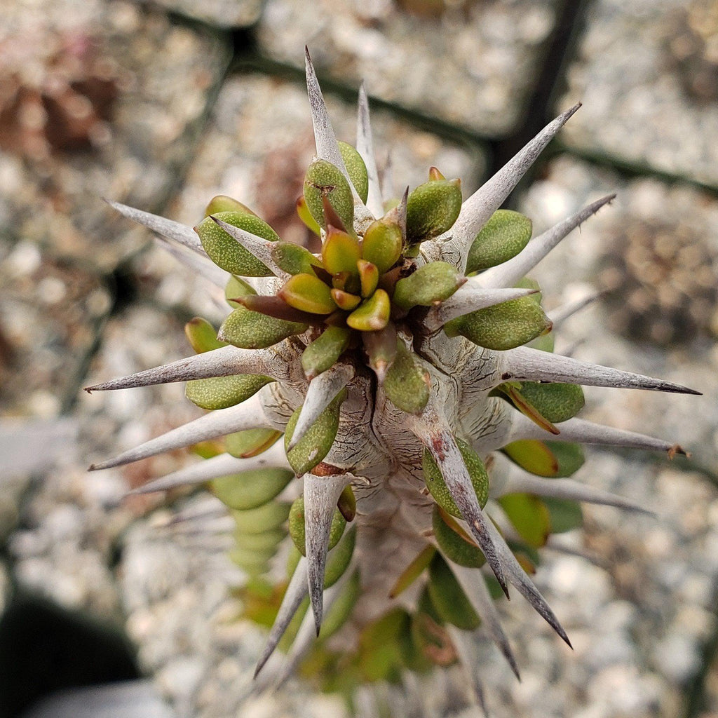 Madagascar ocotillo &