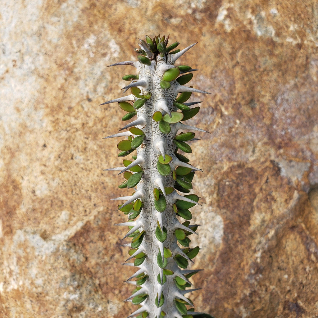 Madagascar ocotillo &
