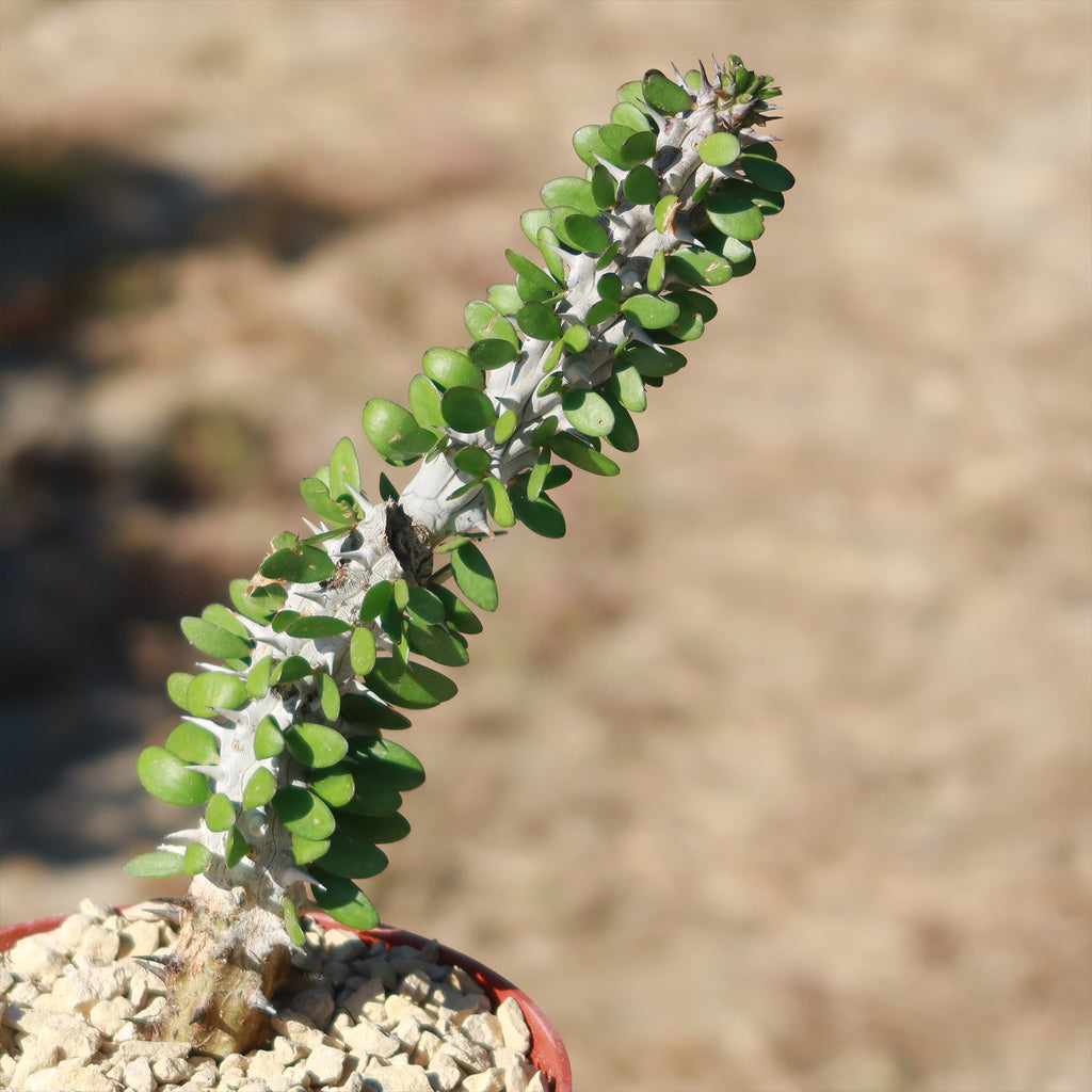 Madagascar ocotillo &