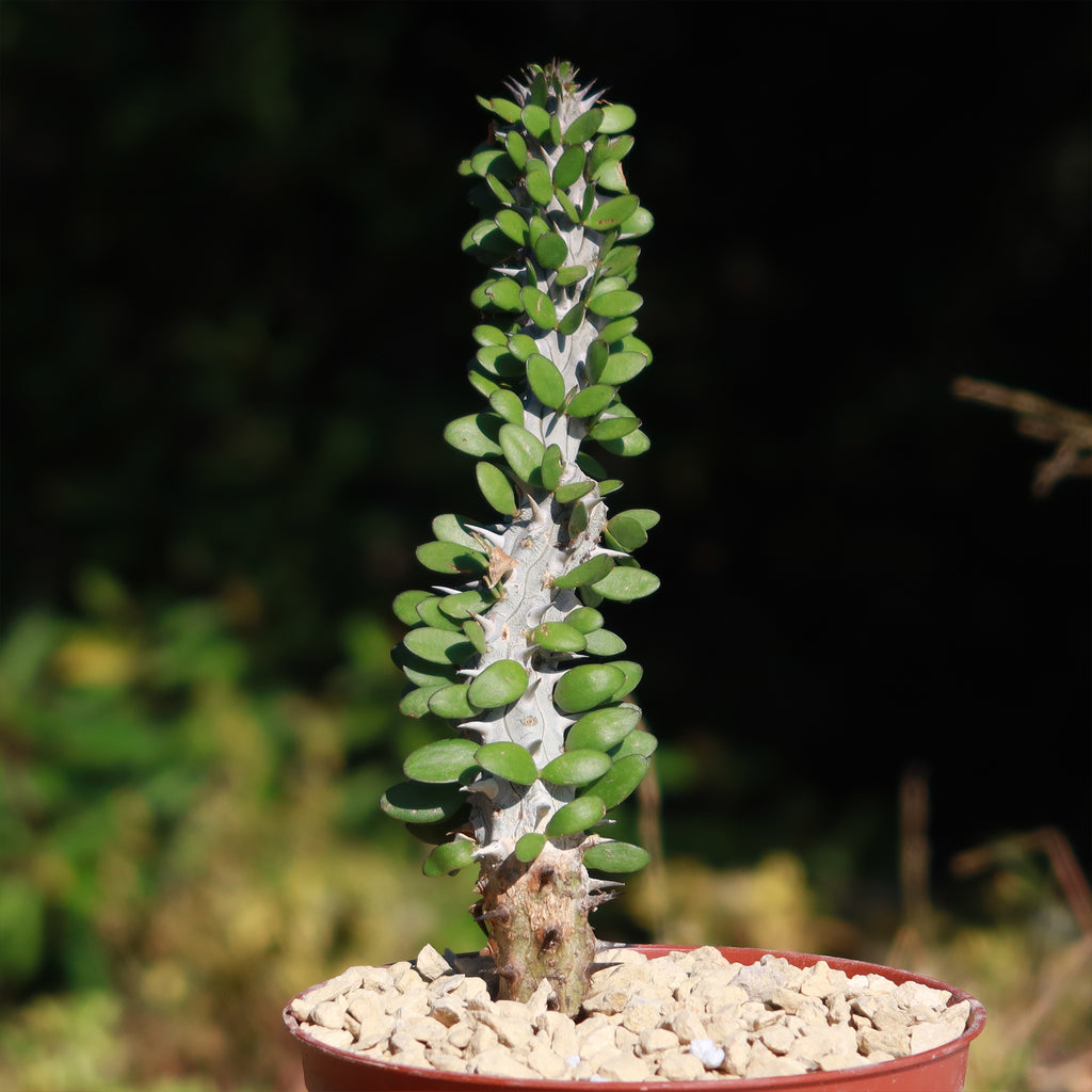 Madagascar ocotillo &