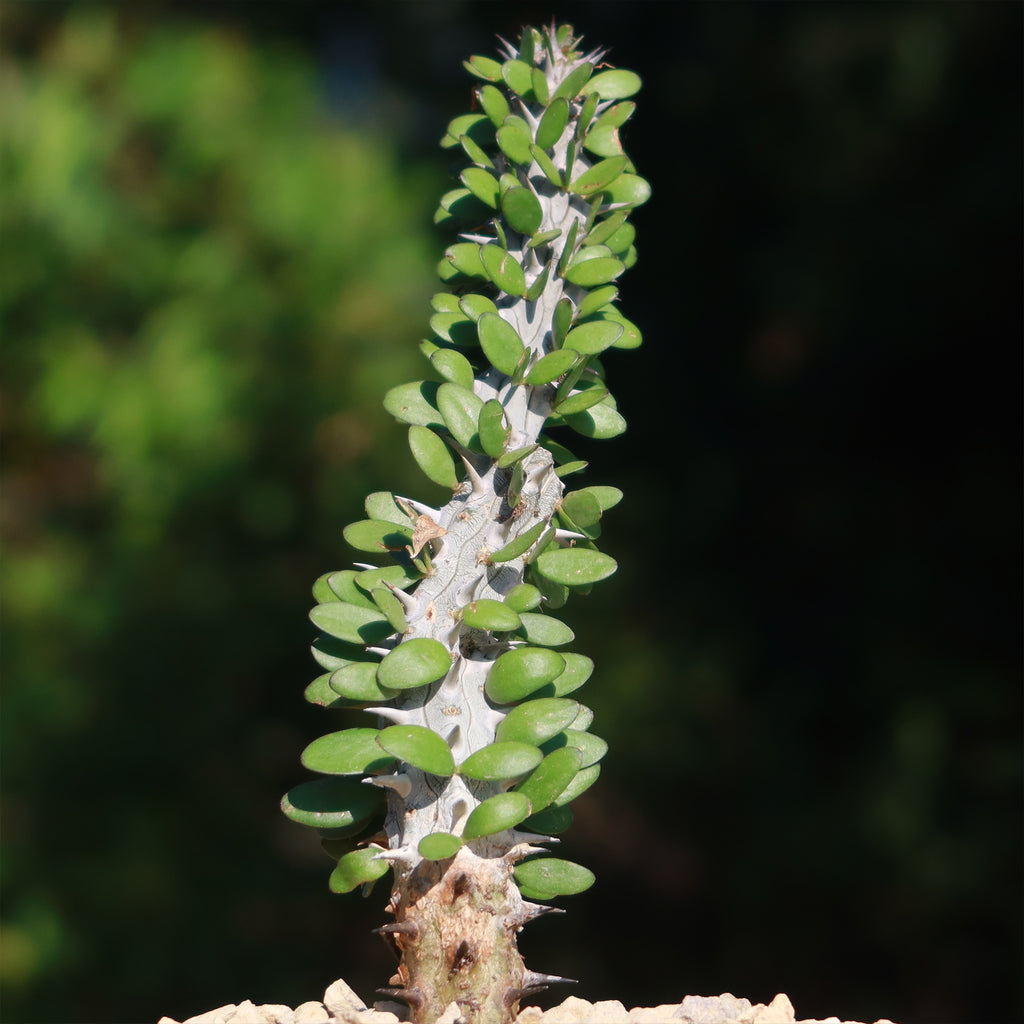 Madagascar ocotillo &