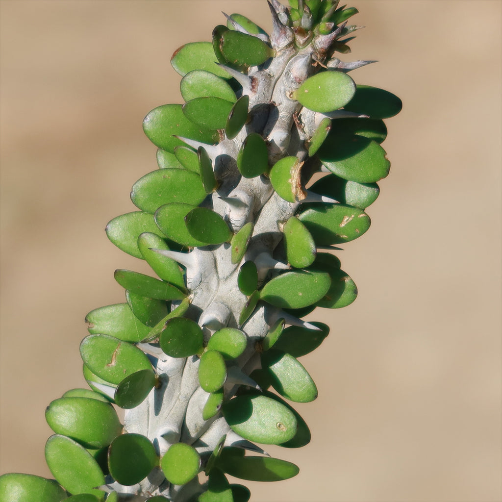 Madagascar ocotillo &