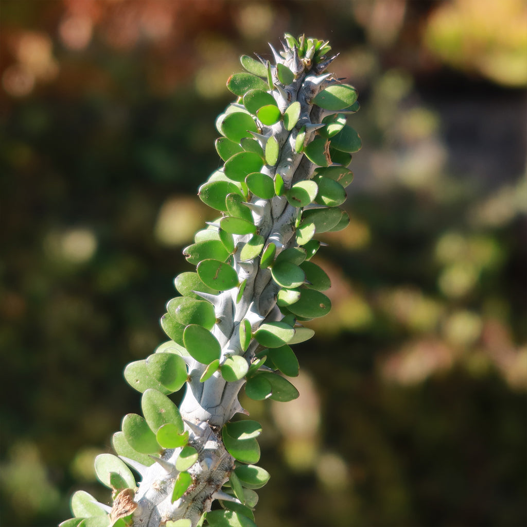Madagascar ocotillo &